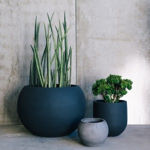 Snake Plant