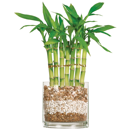 lucky bamboo