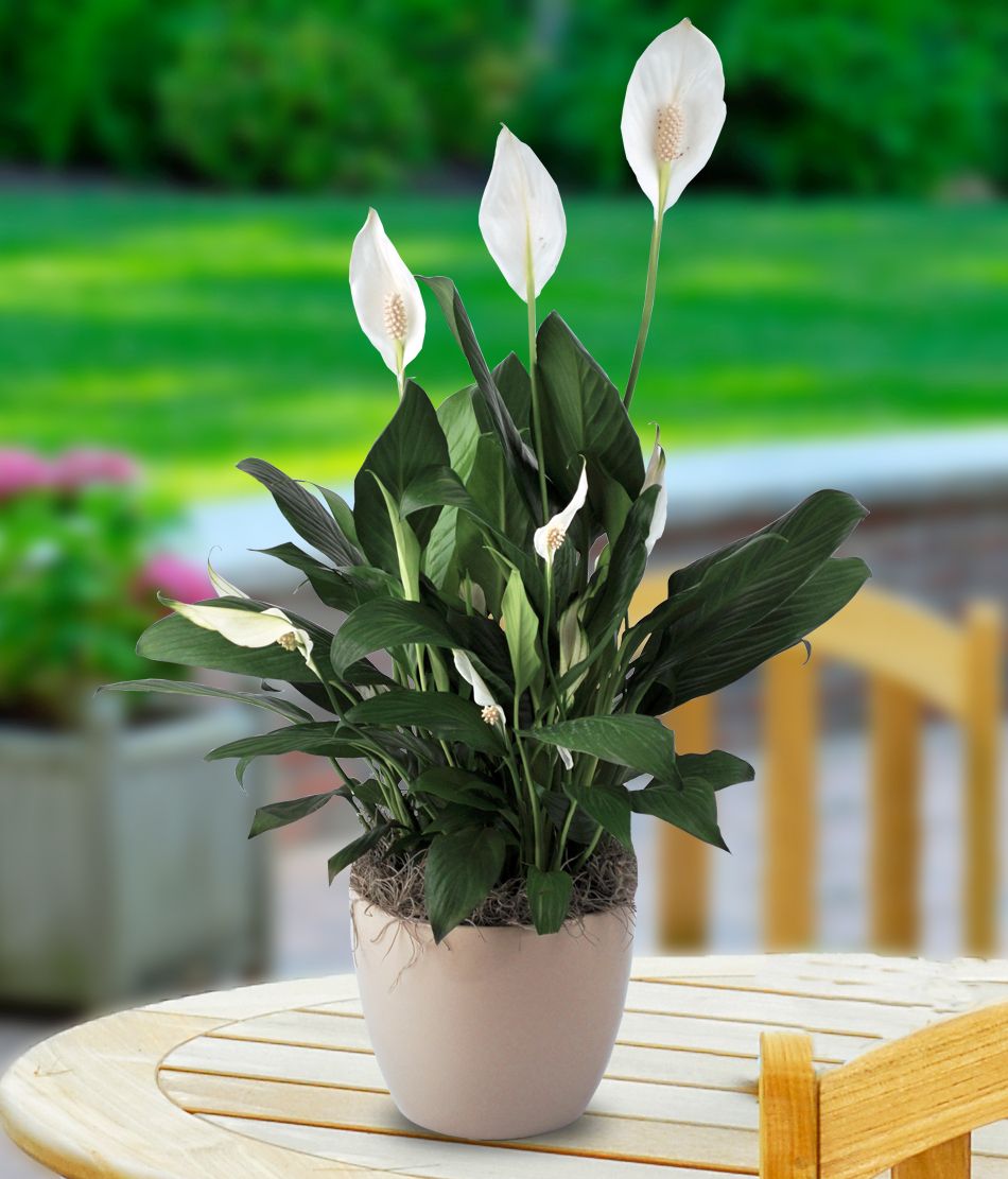 peace lily